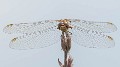 Sympetrum meridionale female with mites-220020